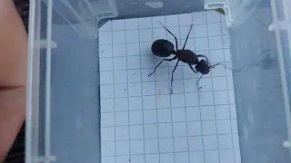 Camponotus angusticollis (China) 14.06.2022