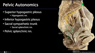 Pelvic Autonomics M1 Perineum SDV