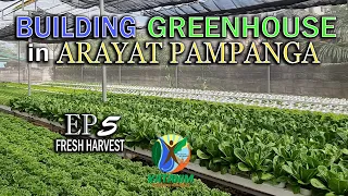 Building Greenhouse in Arayat Pampanga - EP5  FRESH HARVEST