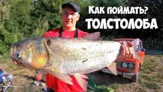 РЫБАЛКА на ТОЛСТОЛОБА с НОЧЕВКОЙ - ЛОВИМ КАРПА и КАРАСЯ на ФИДЕР