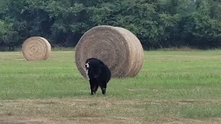 Liebe (Our Dog) vs. The Hay Bale