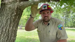 Tree Pruning | Ask the Arborist