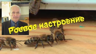 Профессор Кашковский: Как поступить при роевом настроении у пчел?