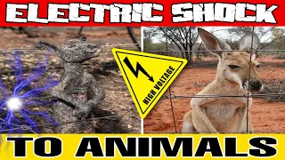 ANIMALS VS ELECTRIC CURRENT ELECTRIC SHOCK TO ANIMALS 2