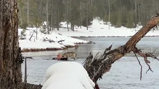 Wolf Pack in Yellowstone, Crossing River to Feed on Bison Kill
