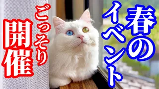 【癒し猫動画】まだまだこの時期すごいですよね