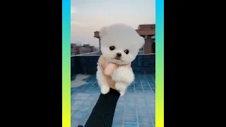 Tik Tok Chó Phõc Sóc Mini 😍💖 Funny and  Pomeranian #172