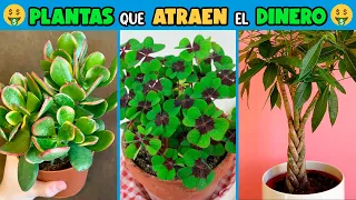 10 PLANTAS que ATRAEN el DINERO y la BUENA SUERTE 🍀