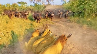 Buffalo Mom Sacrifices Herself to Save her Baby from Lions