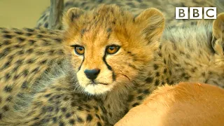 Cheetah cub fights off hungry jackals 😲 Serengeti II - BBC