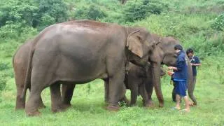 Khum Min the elephant is welcomed into the free herd by a very forward female!