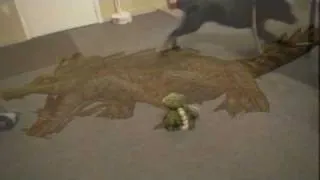 Rottweiler vs attack crocodile