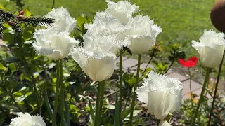 Это важно! Тюльпаны и нарциссы после отцветания: обрезка, пересадка + луковицы анемон 🌟Mein Garten