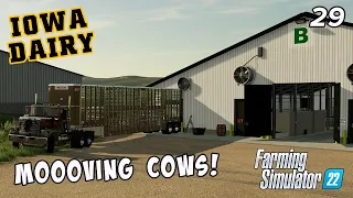 We DOUBLED our cows!  Time to move them around! - IOWA DAIRY - UMRV EP29 - FS22
