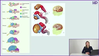 Нейробиология | Онтогенез нервной системы