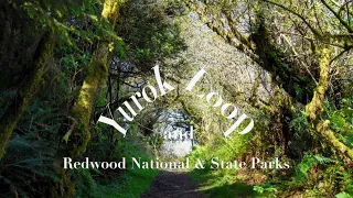 Yurok Loop, Hidden Beach, Grove of Titans and Lady Bird Johnson Grove Trail