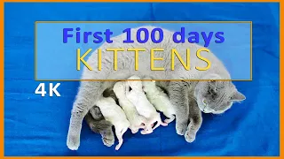 100 DAYS in 6 HOURS | British Shorthair family cat