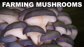 How mushrooms are farmed
