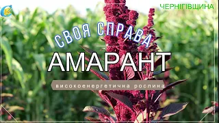Амарант — високоенергетична рослина