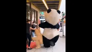 aww funny and cute panda compilation 😍😂 #shorts #funny #funnyvideo #funnytiktok#funnypanda #cute