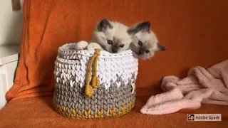 First 8 weeks with Ragdoll KITTENS! Heartwarming Story💞