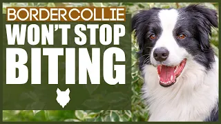 How To Stop A BORDER COLLIE BITING