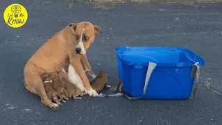 Rescuers Save Dog Momma And Her 9 Puppies That Were Abandoned In A Parking Lot