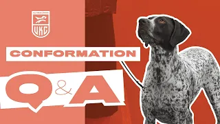 UKC Dog Conformation Q&A | United Kennel Club
