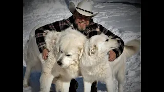 Breeding  Great Pyrenees or not, is not that simple.