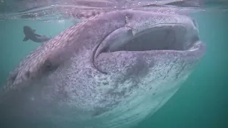 A Morning Swim with a Whale Shark in La Paz