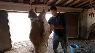 Забой.СКОЛЬКО ВЕСИТ ОВЦАВ.Выход МЯСА с ОВЦЫ.