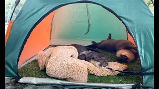 [Live stream] Relaxing in the river with otters  [Otter life]