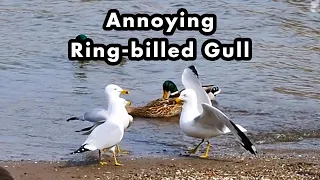 Annoying Ring-billed Gull On The Beach - Bird Sounds and Calls