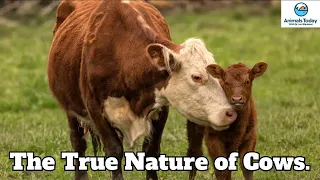 The True Nature of Cows - Animals Today Radio