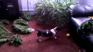 Cat and Dog play under Christmas Tree