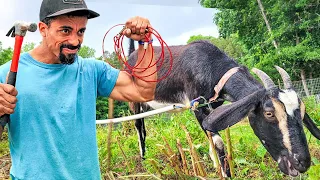 Fixing This PROBLEM | GOAT Stake Out Grazing | Permaculture Homesteading