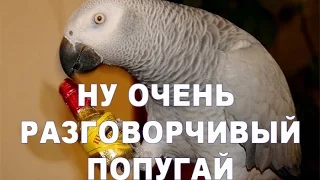 Попугай жако поёт, говорит, танцует и не только :)