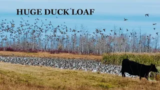 STACKED Duck Loaf Hunt in Western Manitoba, Canada (Day 1); Thousands of Ducks!