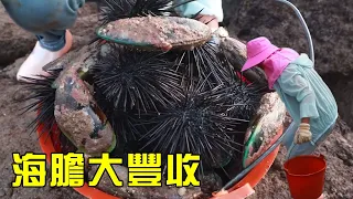 Boss pays big for urchins; Xiaoyu's fam fills bucket  hits jackpot [Yu Xiaoxian