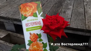 Плетистая роза ВЕСТЕРЛЕНД из коробки. Что выросло?? От посадки до цветения