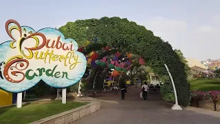 Сад бабочек в Дубае | Dubai Butterfly Garden