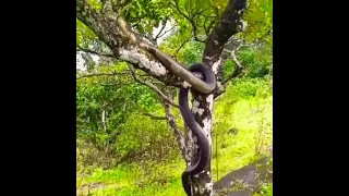 DANGRIOUS SNAKE CLIMB TREE