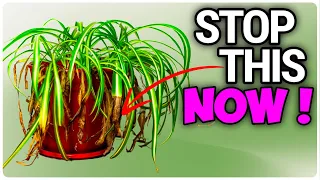Stop Brown Tips on Your Spider Plant with These 7 Tips