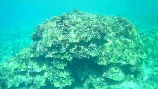 Amazing Coral Reef in Hawaii