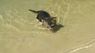 Кошка плавает в воде (cats water swimming)