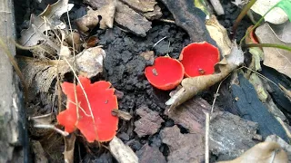 Саркосцифы, красные съедобные грибы весной можно собирать в лесу
