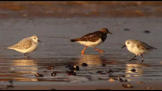 SANDERLINGS and TURNSTONES on RSPB Titchwell beach