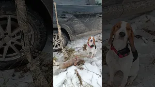 Первый добытый заяц из под Эстонской гончей Гретты (11мес.)