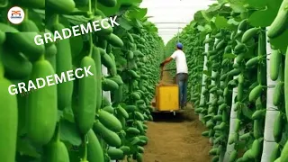 The Most Modern Agriculture Machines That Are At Another Level , How To Harvest Cucumbers In Farm