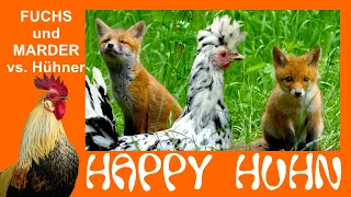 E125 Fuchs, Marder und andere Raubtiere in der Hühnerhaltung - HAPPY HUHN  @fuchsfilm